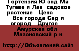 Гортензия Ю энд Ми Тугеве и Лав, садовое растение › Цена ­ 550 - Все города Сад и огород » Другое   . Амурская обл.,Мазановский р-н